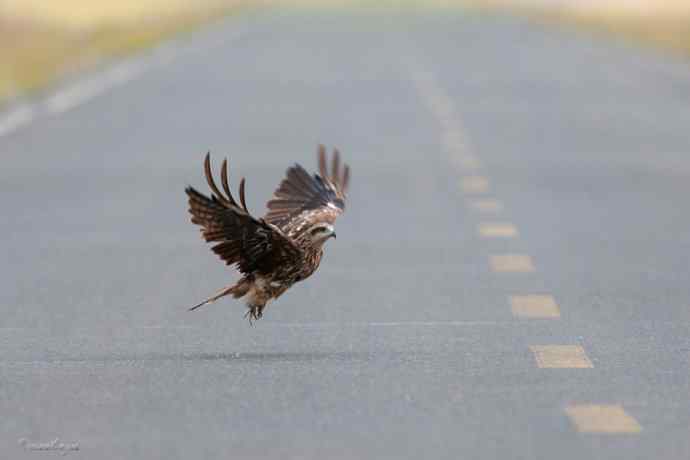 马路天使黑耳鳶