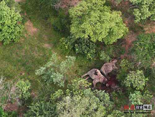 2006年度十大动物故事