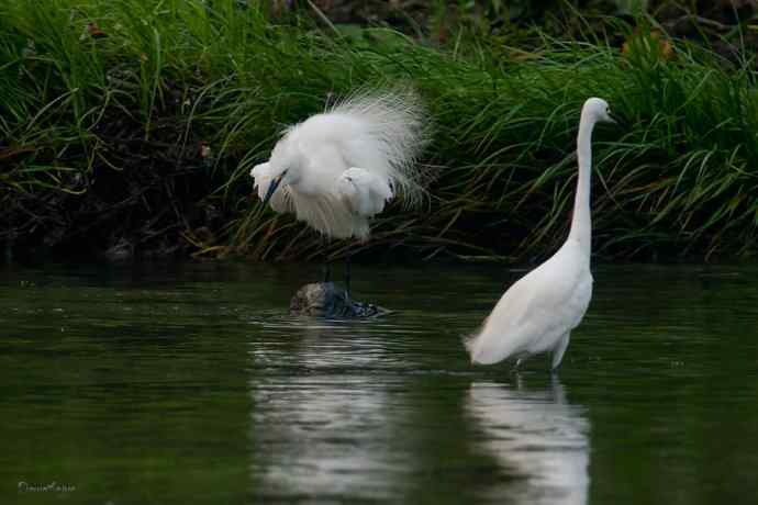 白鹭弄清影 wbr翩跹在河边