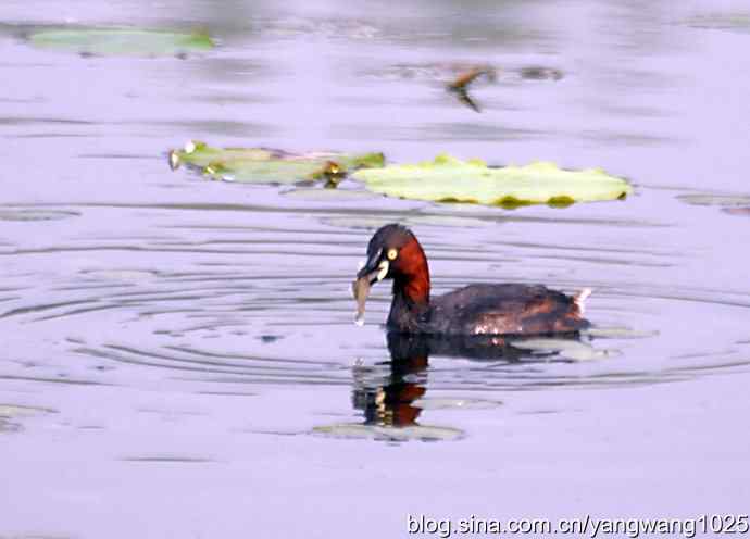 早餐 wbr鈥斺斝t捕鱼纪实 早餐 wbr鈥斺斝t捕鱼纪实