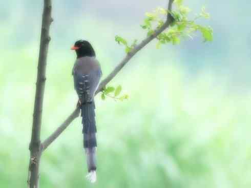 家禽驯化之源之三十一