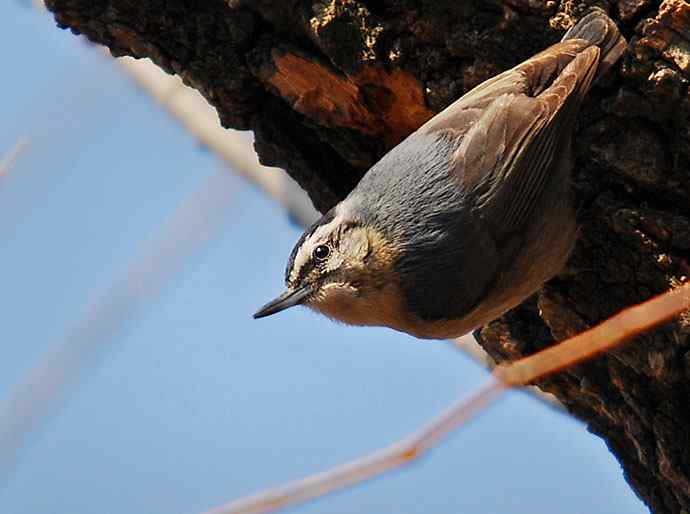 北京植物园赏鸟（五），黑头（组图）