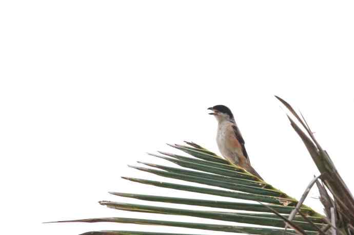 摄鸟拾趣（十三） wbr棕背伯劳