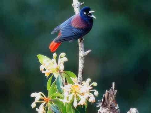 美丽无罪:雀鸟之朱鹂 美丽无罪:雀鸟之朱鹂