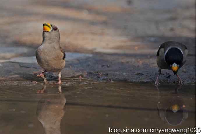 饮水的黑尾蜡嘴雀（3）