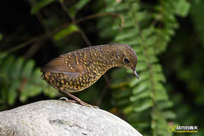 卤蛋—小鳞胸鹪鹛