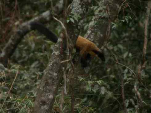十大喜食蜂蜜动物：黄喉貂