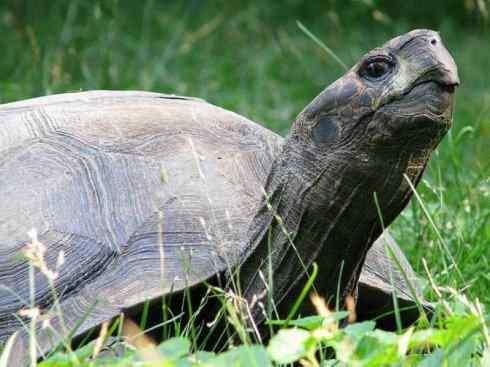 玄武：传说的兽原型探秘（象龟）