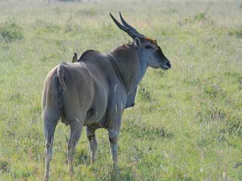 麒麟：传说的兽原型探秘（紫羚）