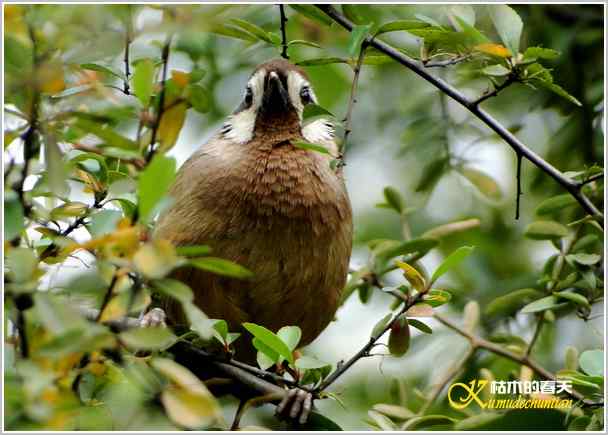 鈥湸蚰疋澦嫦搿菊掌 鈥湸蚰疋澦嫦搿菊掌