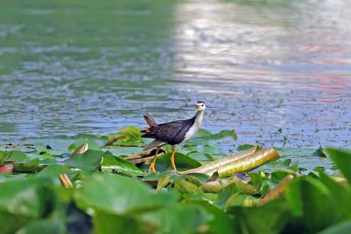 白胸苦恶鸟(2) 白胸苦恶鸟(2)