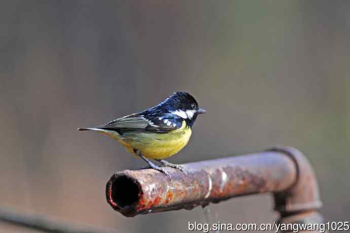 黄腹山雀（16）