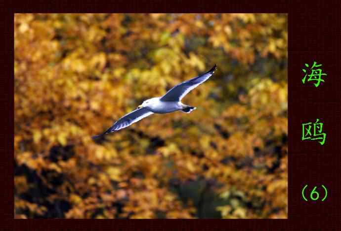 北京动物园的鸟类——海鸥(6)