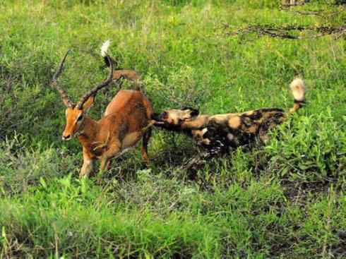 犬科：薮犬亚科非洲野犬属之非洲野犬