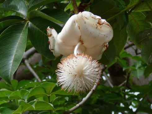 鱼类活化石：弓鳍鱼