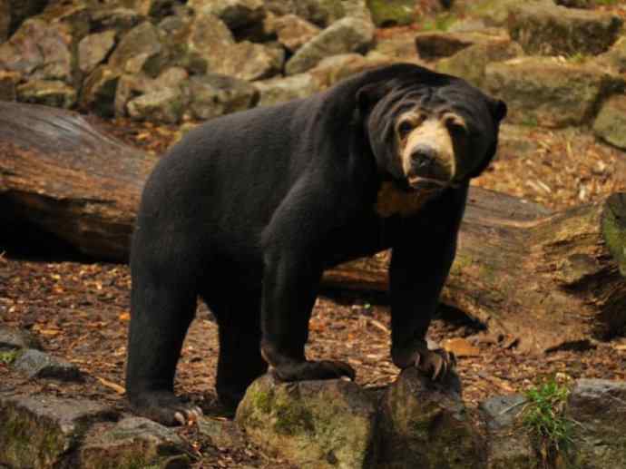 盘点十二大著名食蚁动物：懒熊