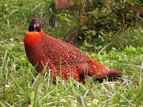 凤凰：传说中的鸟原型探秘（锦鸡）