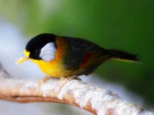 家禽驯化之源之十五 家禽驯化之源之十五