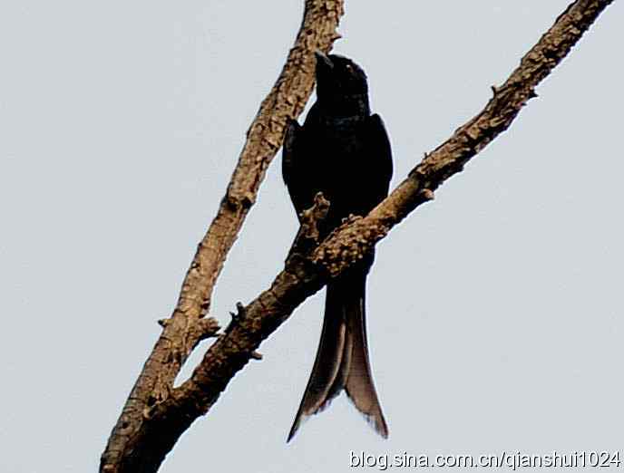 清仓晒鸟儿 清仓晒鸟儿