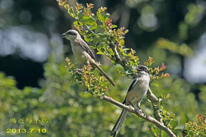 207.小伯劳成长记（3）亲鸟育儿篇