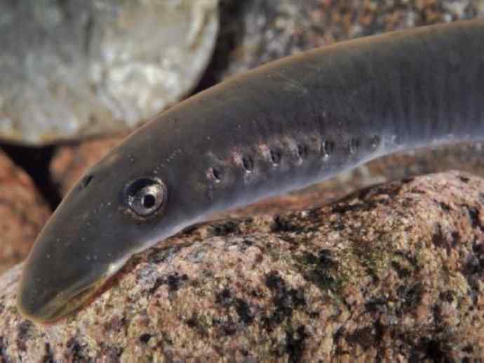 鱼类活化石：七鳃鳗