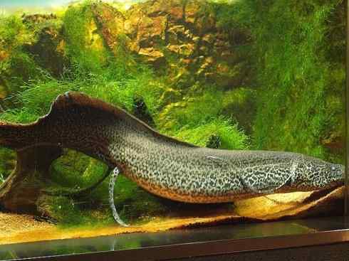 鱼类活化石：非洲肺鱼