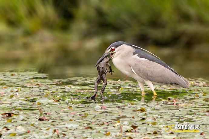 夜鹭的饕餮大餐 夜鹭的饕餮大餐