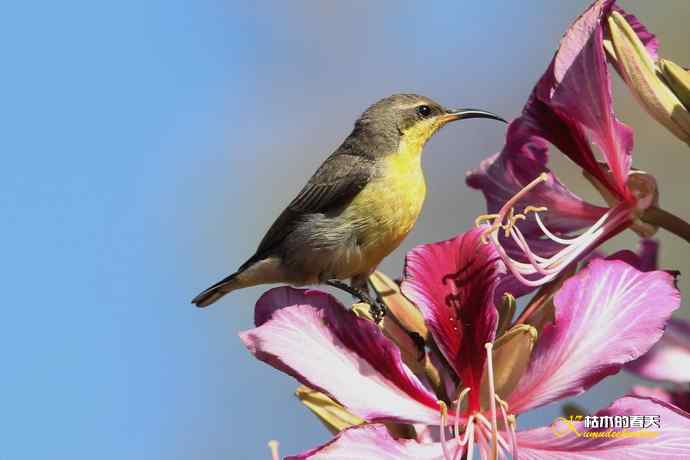 美丽邂逅鈥斺斪仙勰