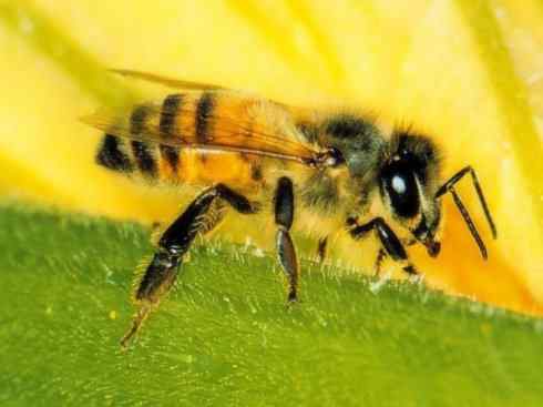 十大喜食蜂蜜动物：胡蜂