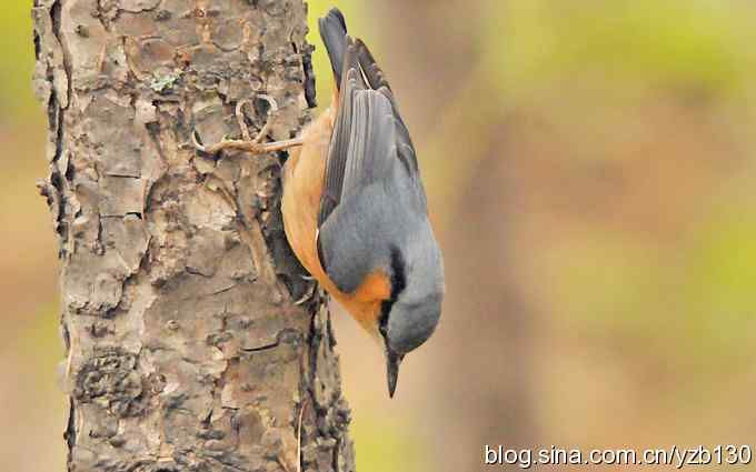 漂亮的跳跃精灵鈥斺斃醺锅[（组图）