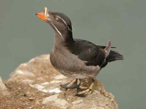 奇特的盔：角嘴海雀