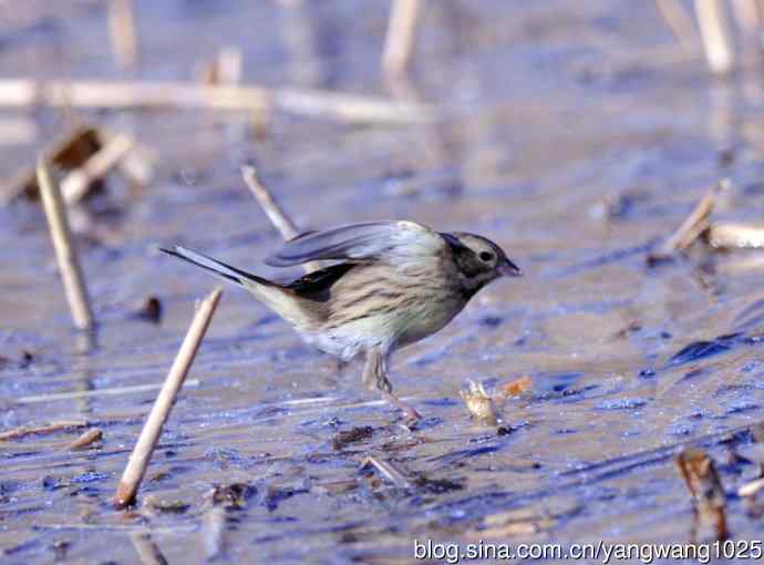 雌性灰头鹀（4）