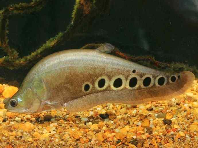 鱼类活化石：铠甲弓背鱼