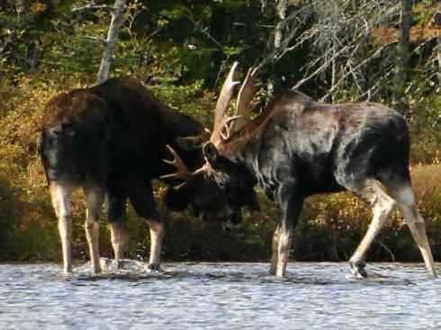 麒麟：传说的兽原型探秘（驼鹿）
