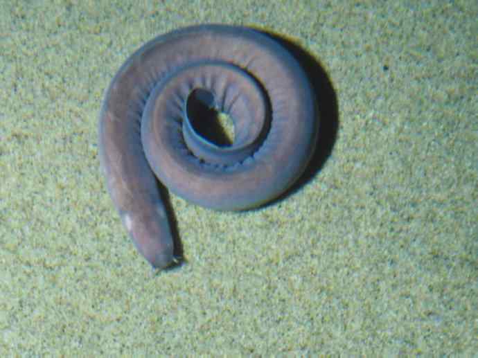 鱼类活化石：盲鳗