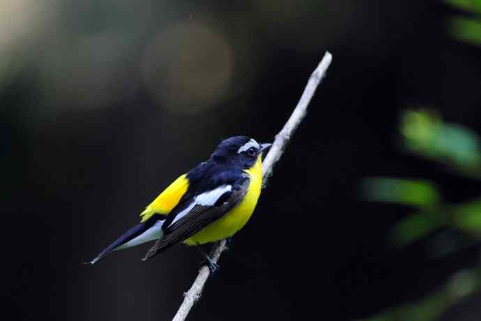 雄性白眉姬鹟（17）