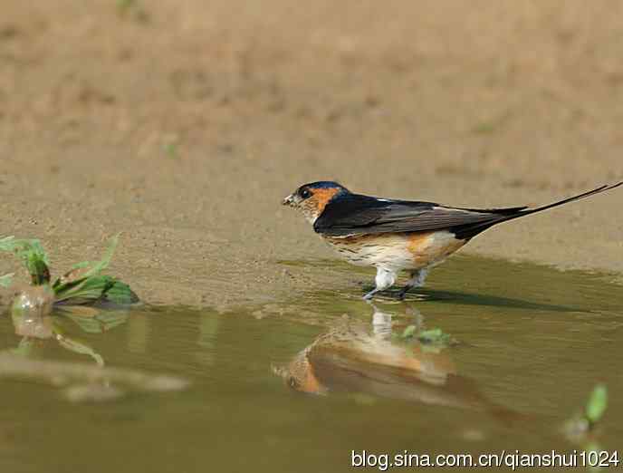 小燕子,穿花衣(金腰燕)