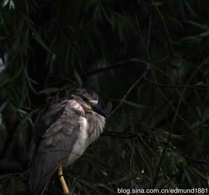 杭州西溪湿地拍菜鸟