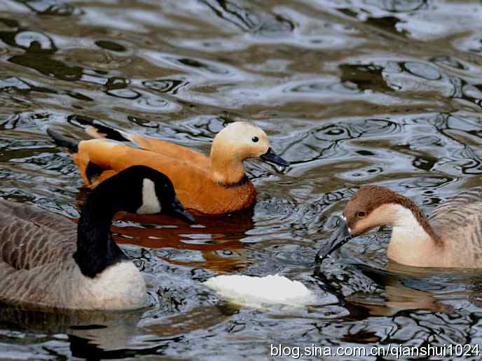 水禽湖冬季运动会