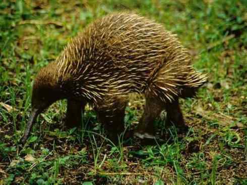 盘点十二大著名食蚁动物：短吻针鼹