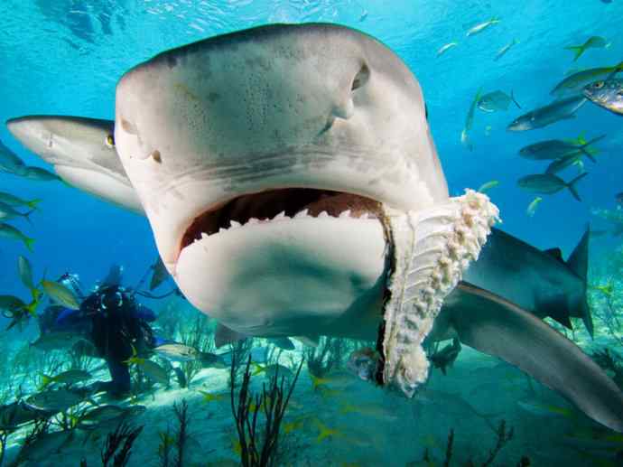 鱼类活化石：魔鬼鲨