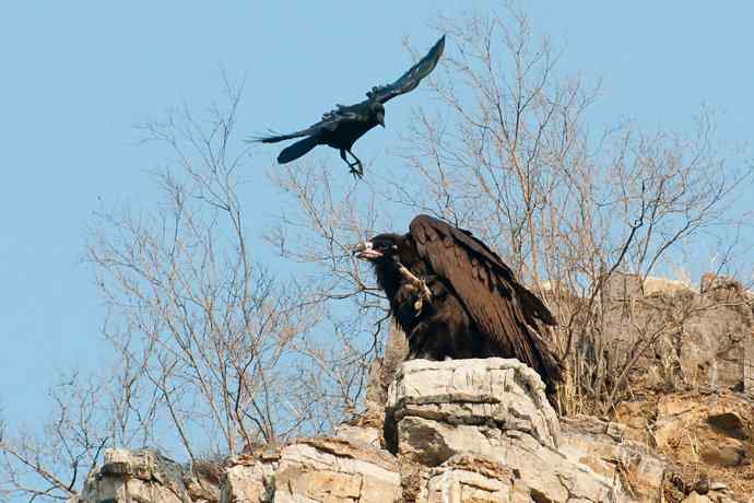小鬼难缠 wbr鹰雄气短☆