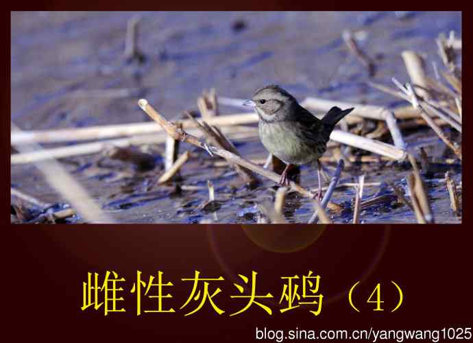 北京奥森公园的鸟类——雌性灰头鹀（4）