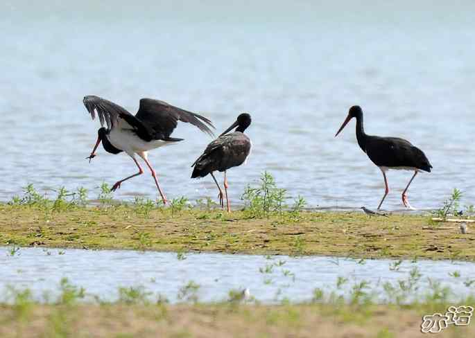 白河堡&nbsp;wbr路&nbsp;wbr路遇黑鹳
