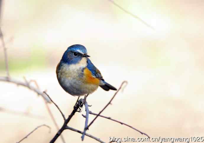 雄性红胁蓝尾鸲(6) 雄性红胁蓝尾鸲(6)