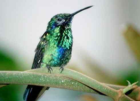 猎奇:十大奇异鸟类之四 猎奇:十大奇异鸟类之四