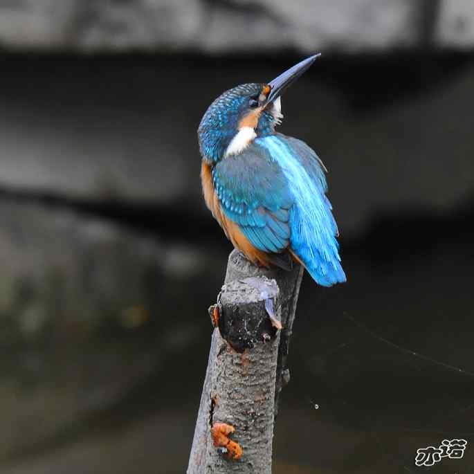 圆明园&nbsp;wbr路&nbsp;wbr雨天的小翠