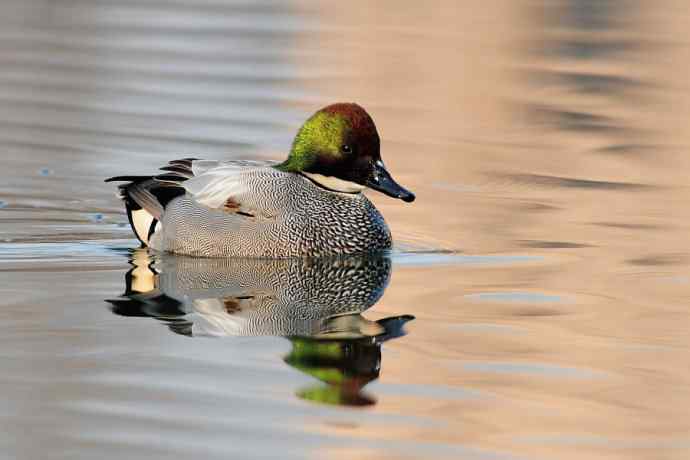 唐罗鸭 八百里加急★
