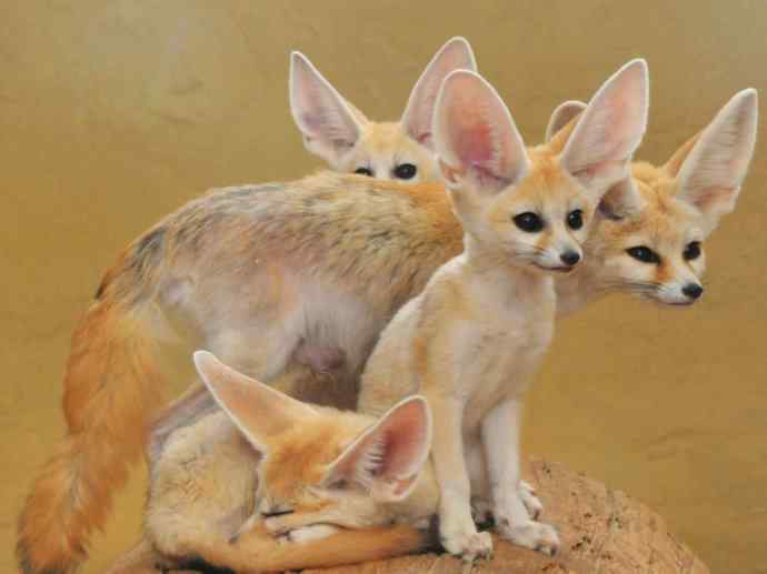 犬科：狐亚科狐属