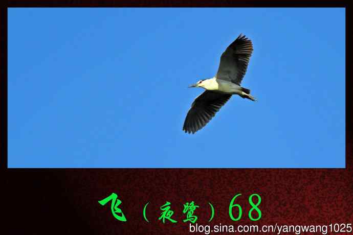 北京动物园的鸟类——飞（夜鹭）68